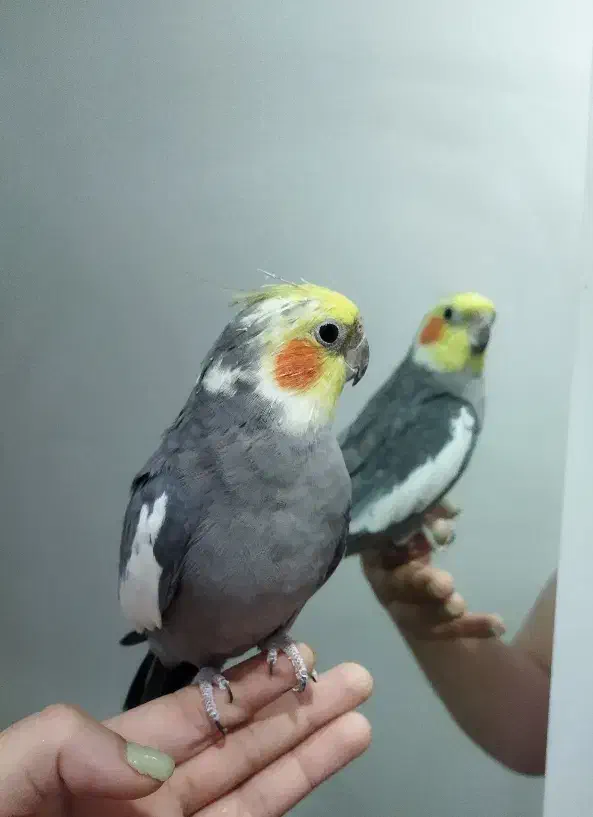 عروس هلندی سینامون نر|پرنده|رشت, پیرکلاچای|دیوار