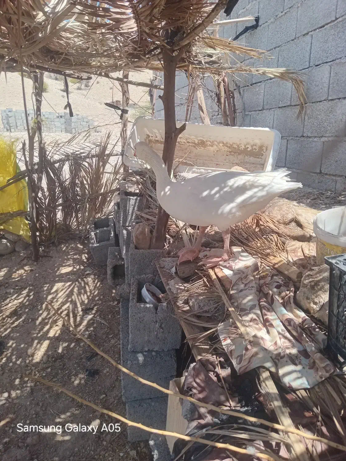 مرغ|پرنده|فین, |دیوار