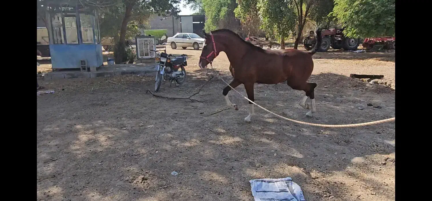 کره نریان خالص ایرانی|اسب و تجهیزات اسب‌سواری|شوشتر, |دیوار