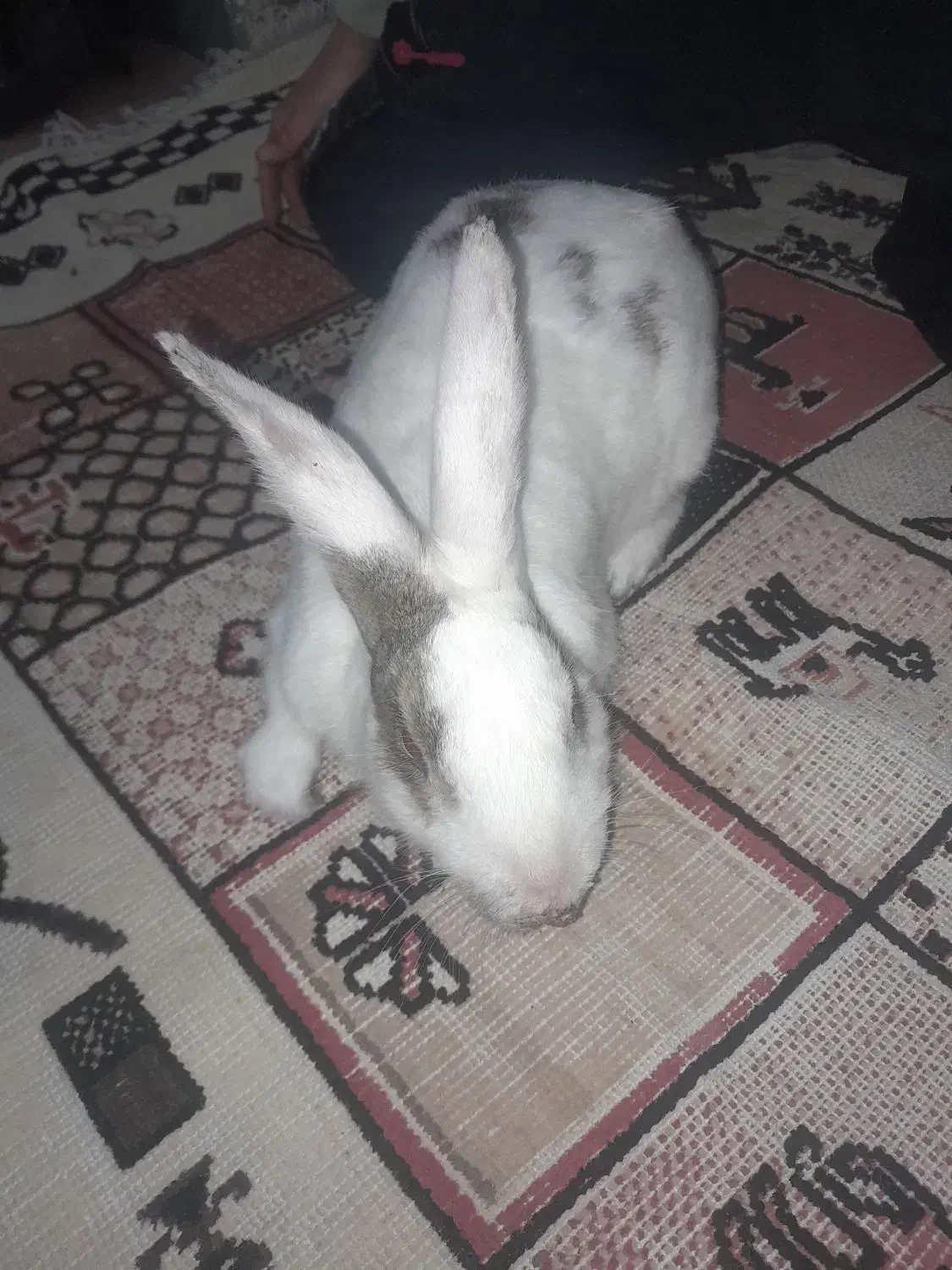 خرگوش خانگی|موش و خرگوش|شوش, |دیوار