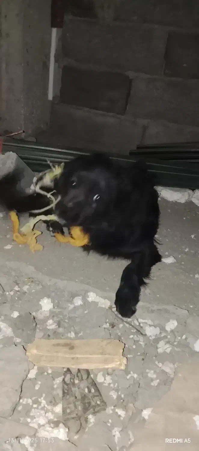 سگ پاکوتاه|سگ|زاهدان, |دیوار