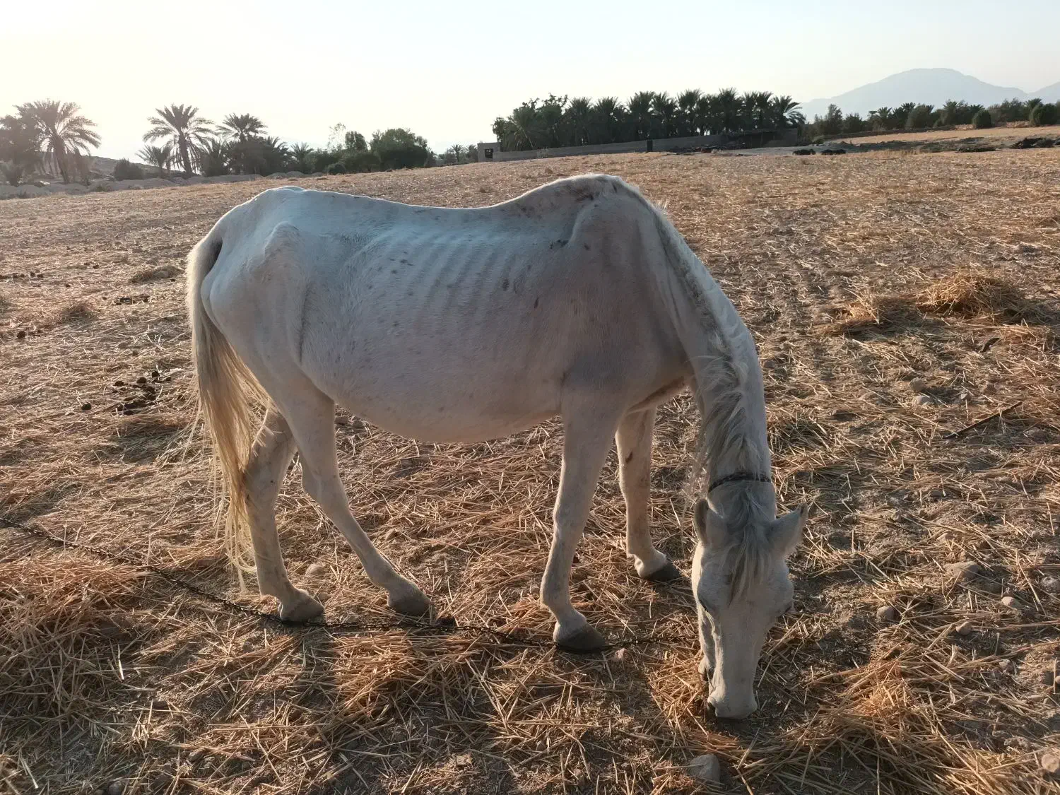 اسب|اسب و تجهیزات اسبسواری|خنج, |دیوار