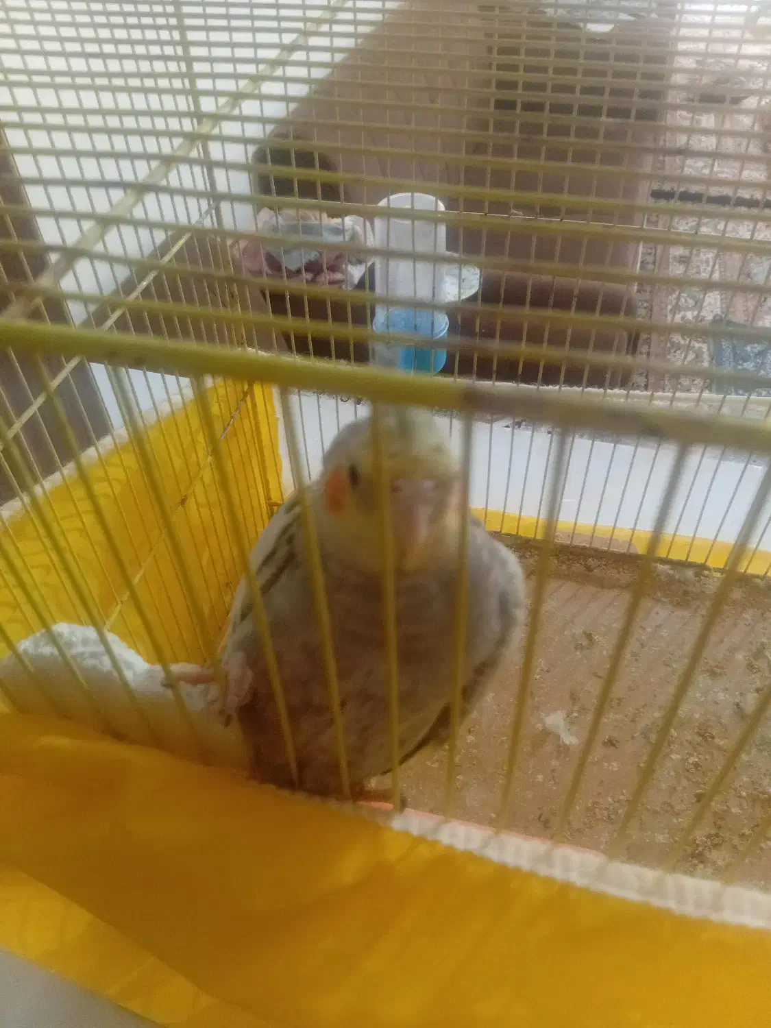 پرنده|پرنده|تربت جام, فاز ۱ فرهنگیان|دیوار