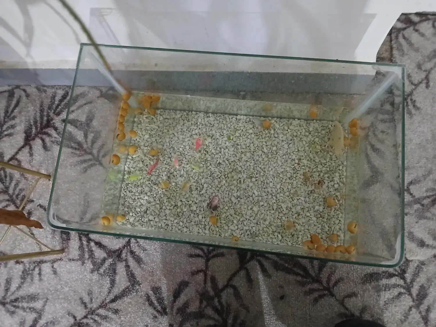 آکواریوم متوسط شیشه خم|ماهی|بندر گناوه, |دیوار