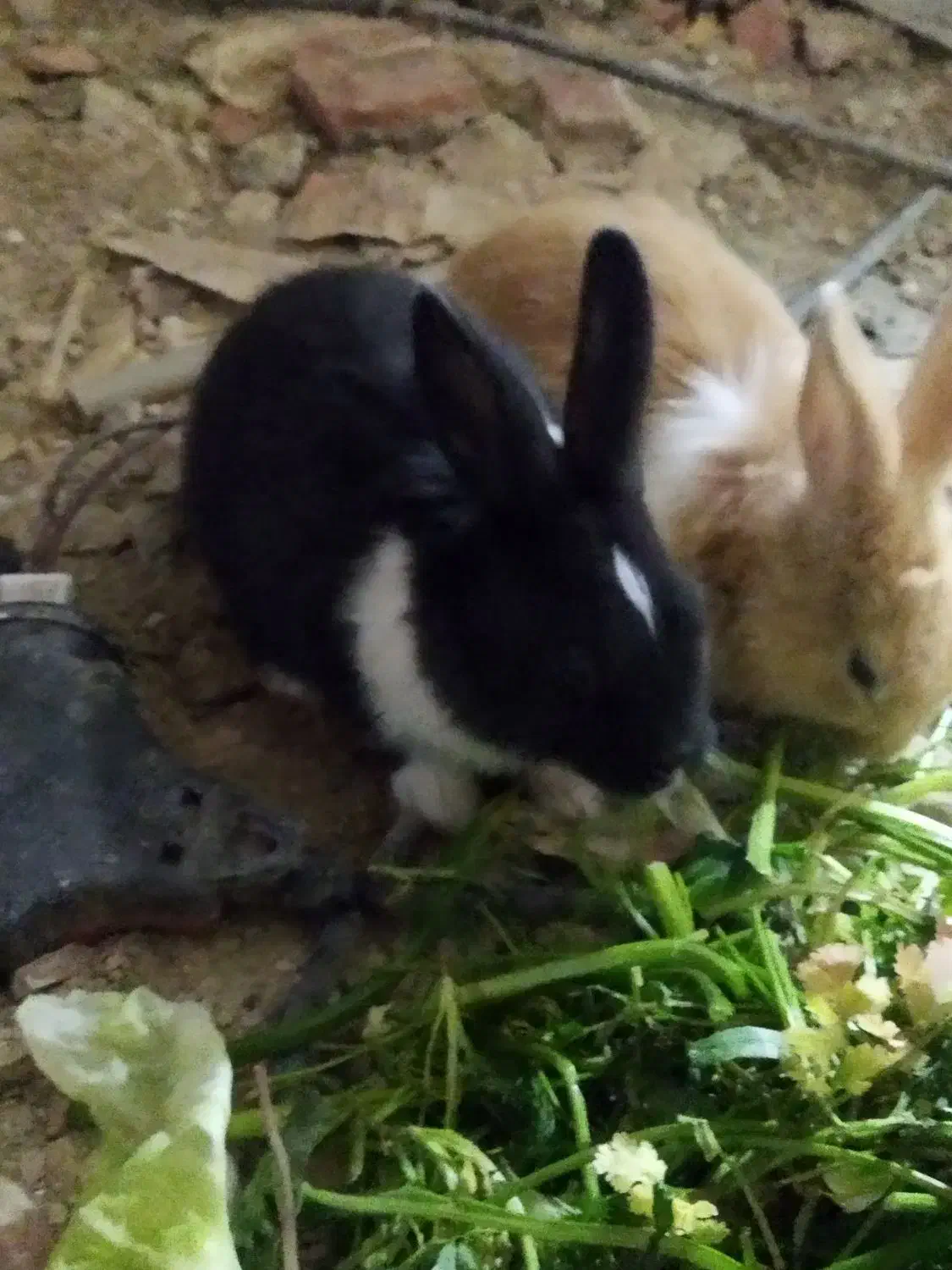 خرگوش بازی گوش وبدون مریض ومنیاتوری ونروماد|موش و خرگوش|مریوان, |دیوار