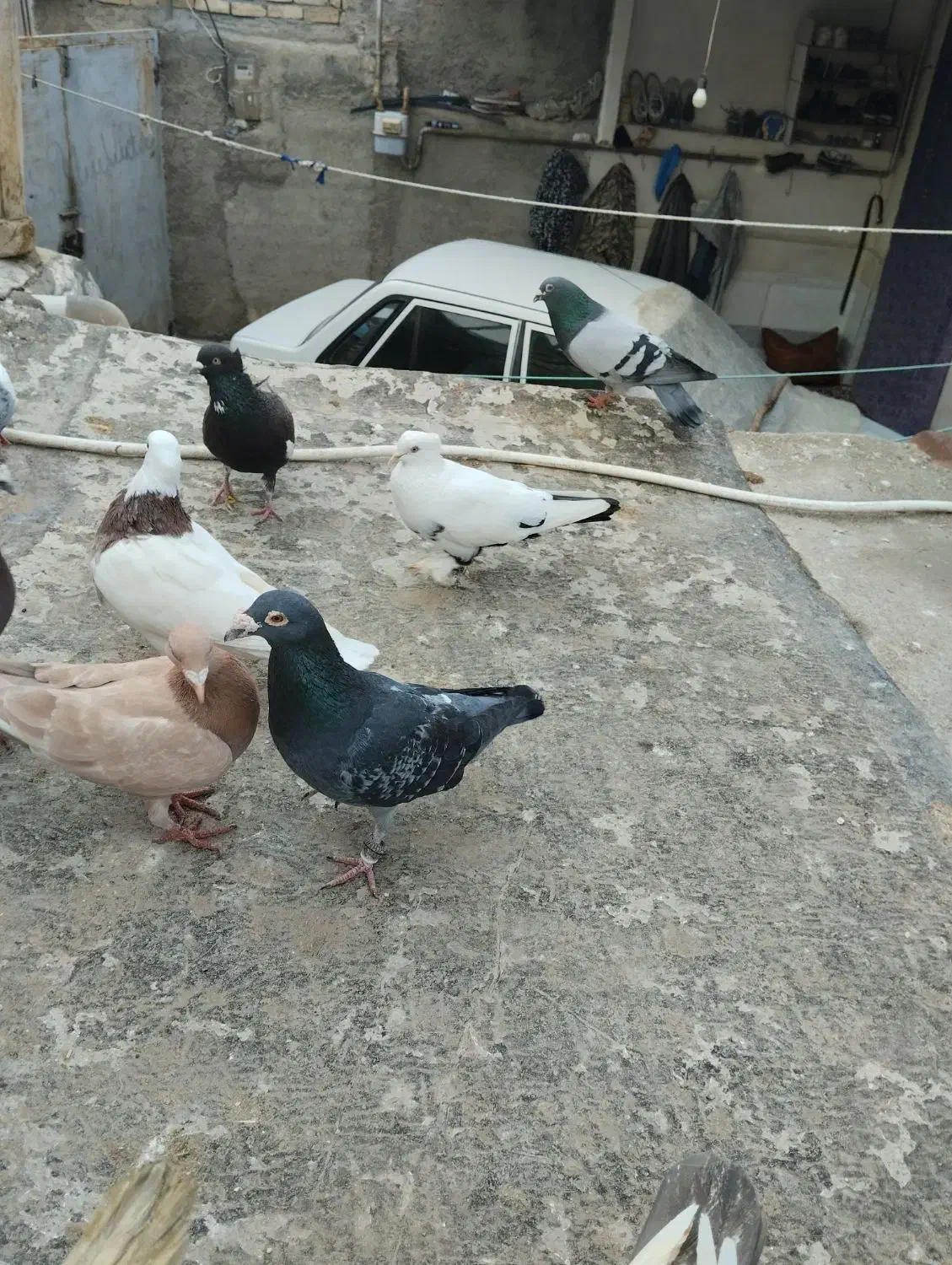 کبوتر|پرنده|شیروان (خراسان), |دیوار