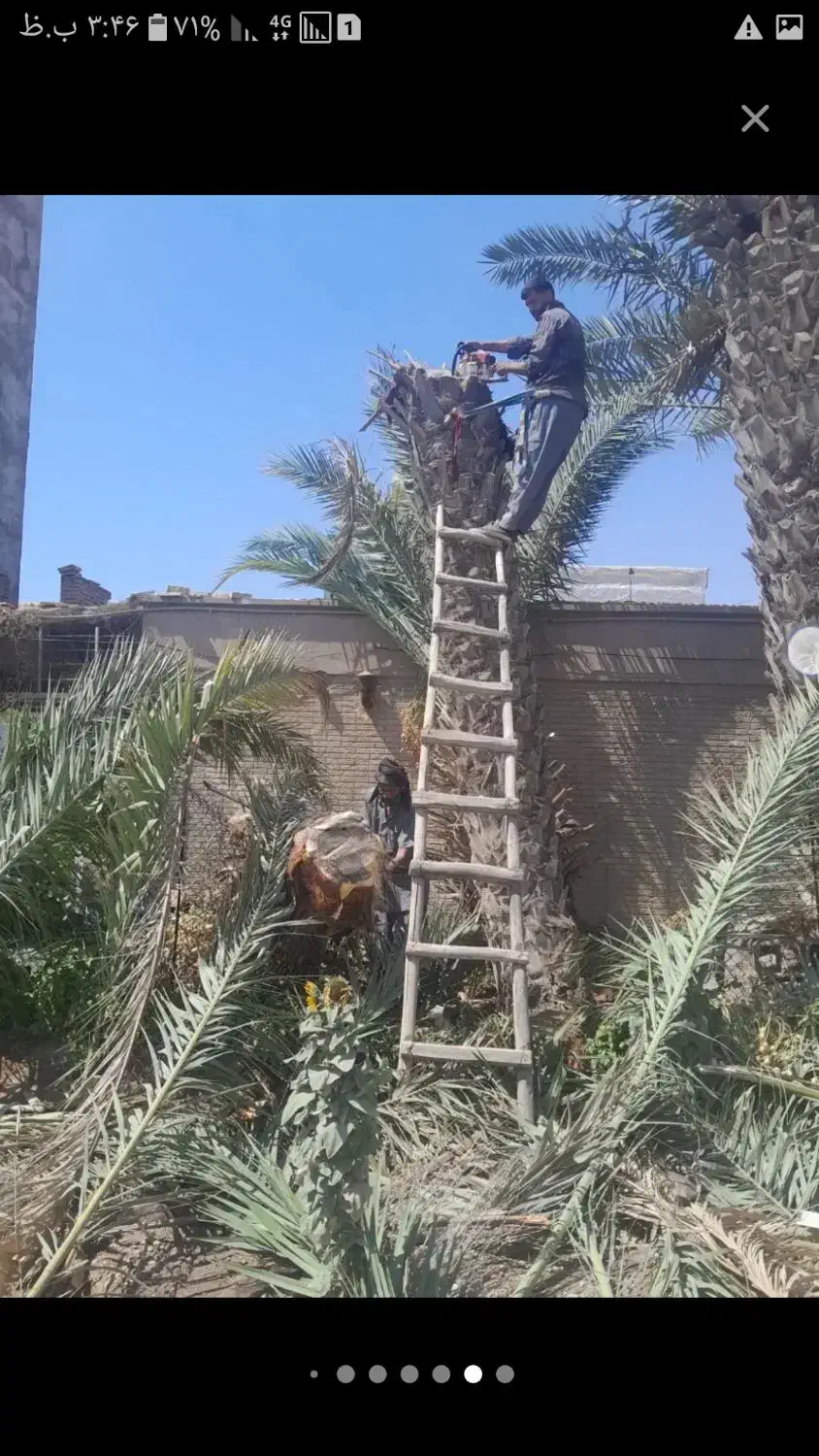 بریدن نخل و درخت وسمپاشی|خدمات نظافت|بندر ماهشهر, |دیوار