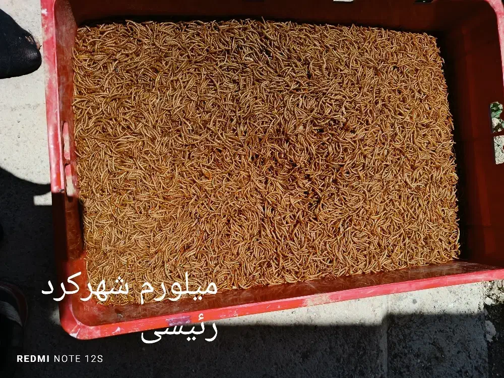 میلورم خشک وزنده خرده وعمده|خزنده|شهرکرد, |دیوار