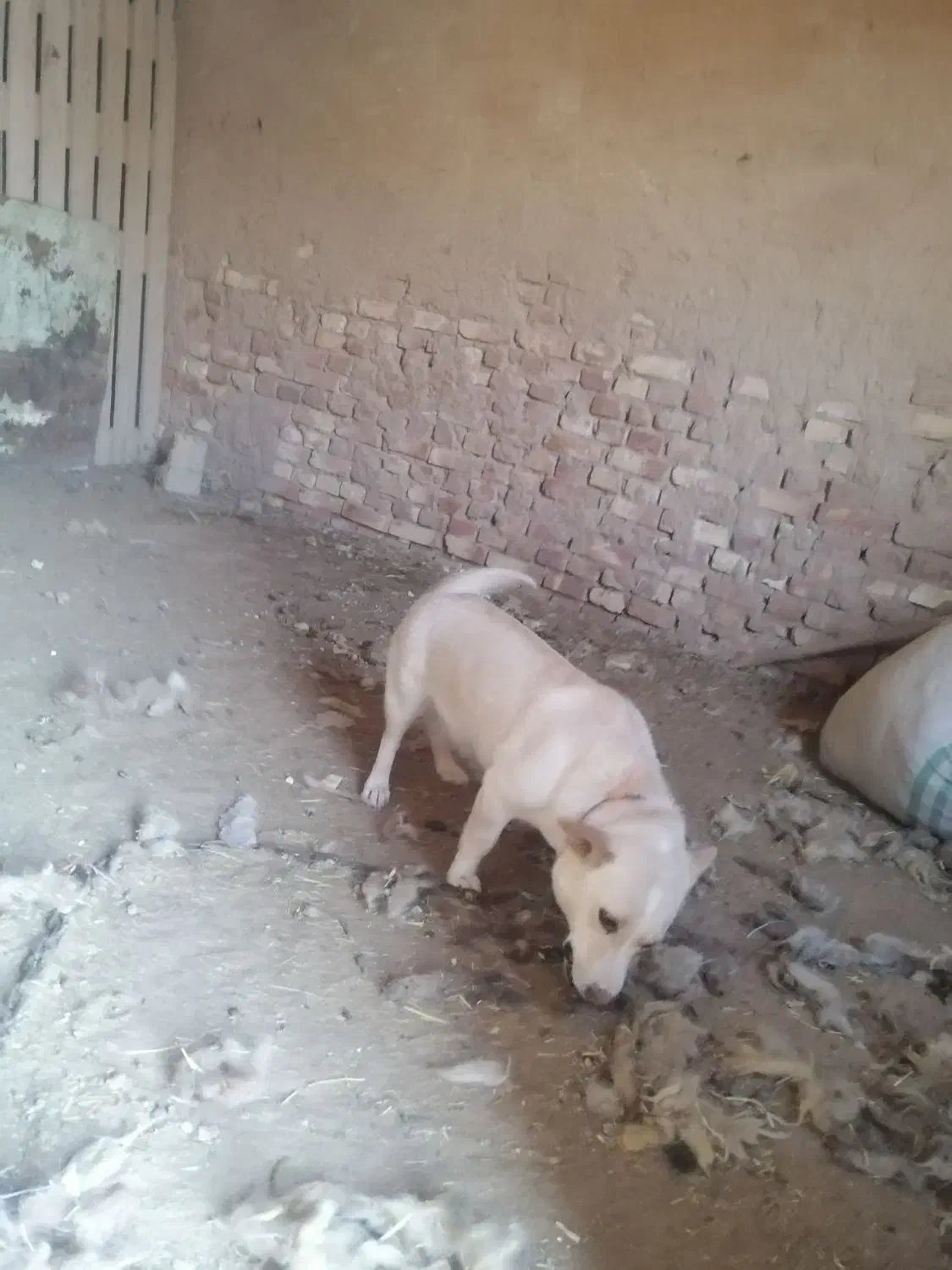 سگ ماده|سگ|اشکذر, |دیوار