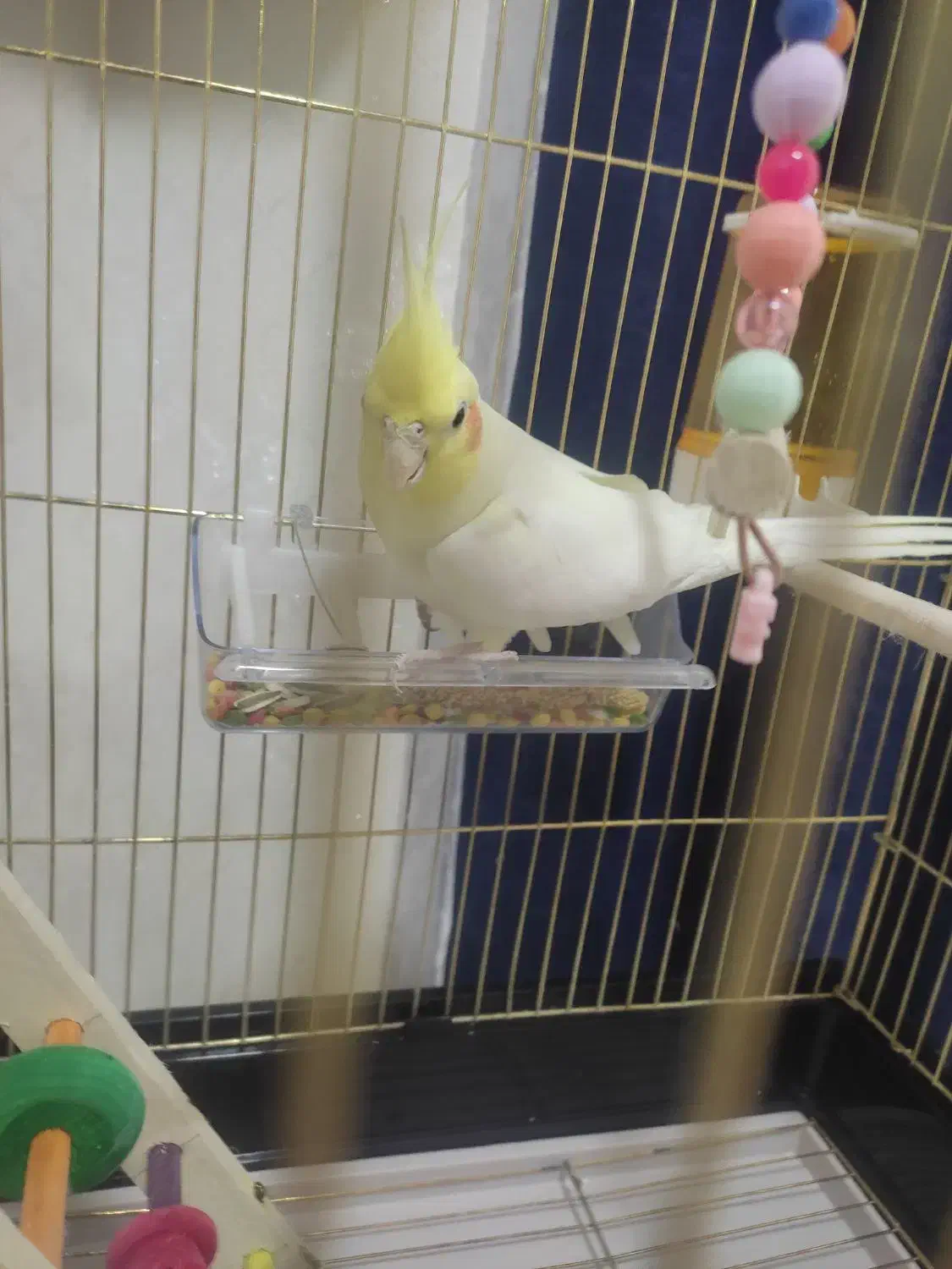 عروس هلندی|پرنده|مبارکه, |دیوار