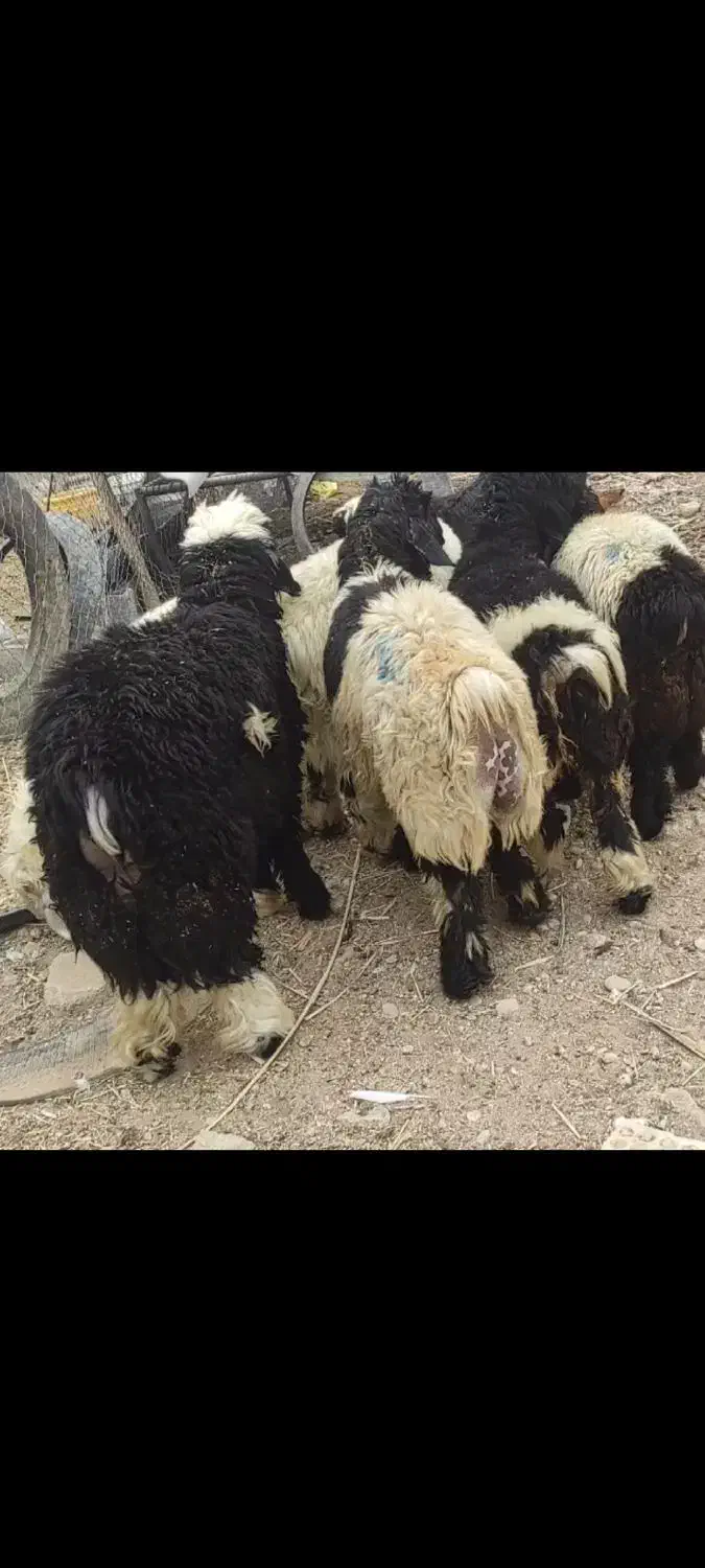 سلام بره و بیگ|حیوانات مزرعه|شوشتر, |دیوار