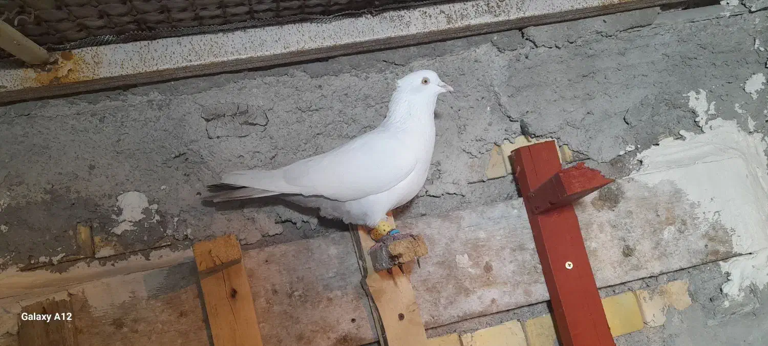 چهار عدد نر رنگی|پرنده|سوسنگرد, |دیوار