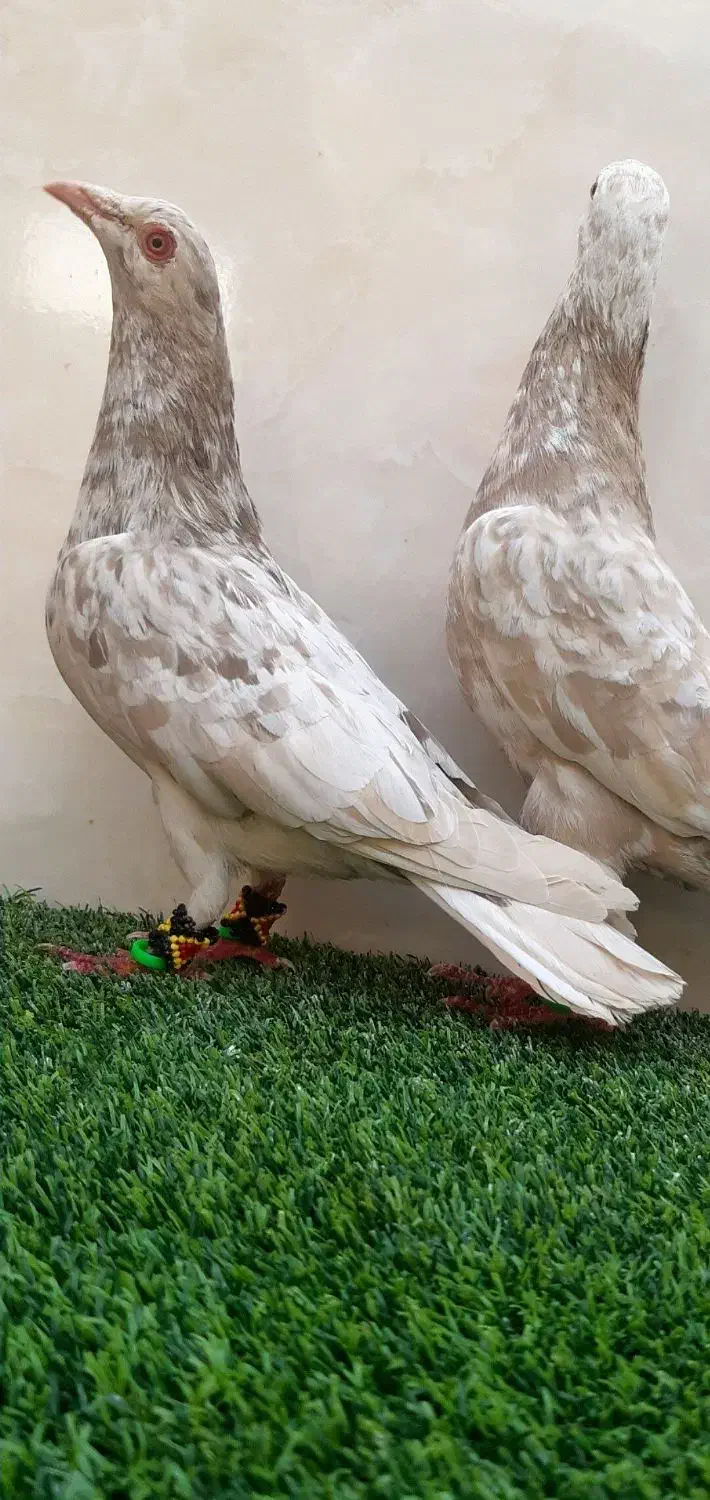 سار هفت‌ رنگ طلایی|پرنده|مشهد, ویلاشهر|دیوار