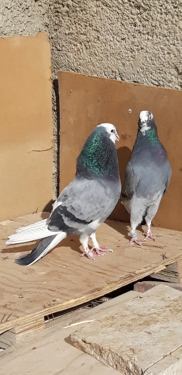 کبوترای پرشی قیمت تومتن نوشتم بخانید|پرنده|هشتگرد, شهرک اداری|دیوار