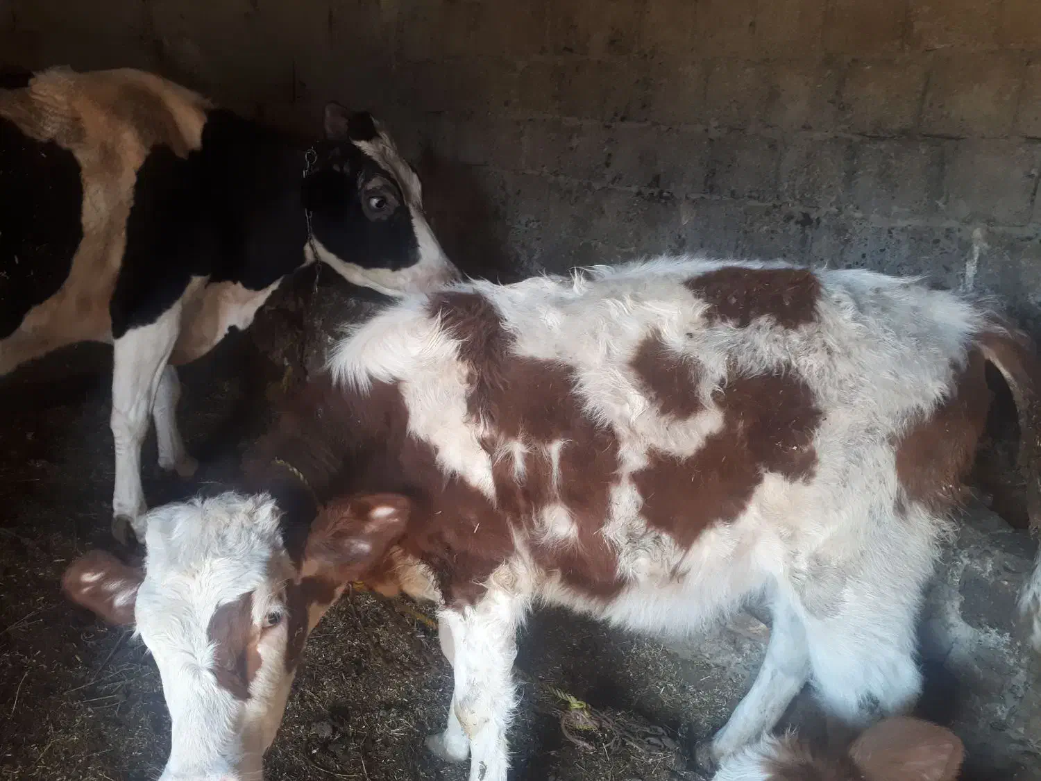 قیمت‌۱۰۰۰۰۰۰۰۰|حیوانات مزرعه|نوشین شهر, |دیوار