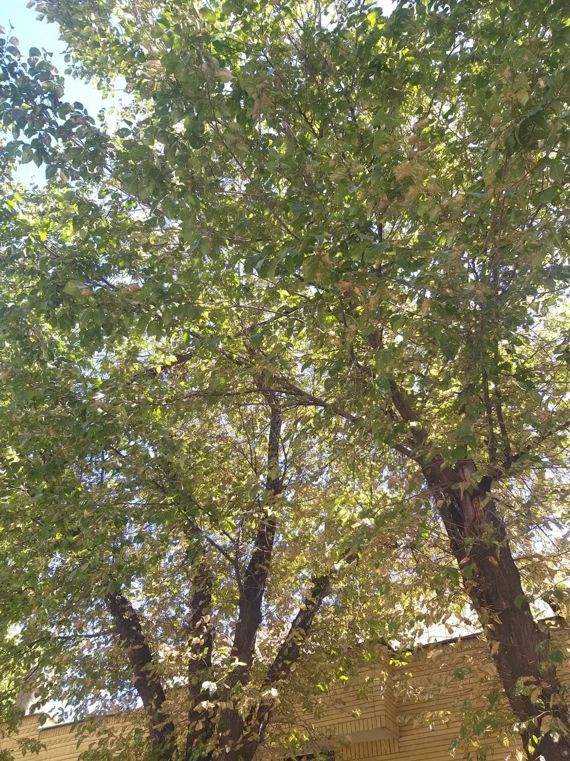 راهنمایی جهت سرمایه گذاری|فعالیت داوطلبانه تحقیقاتی|شیراز, ستارخان|دیوار