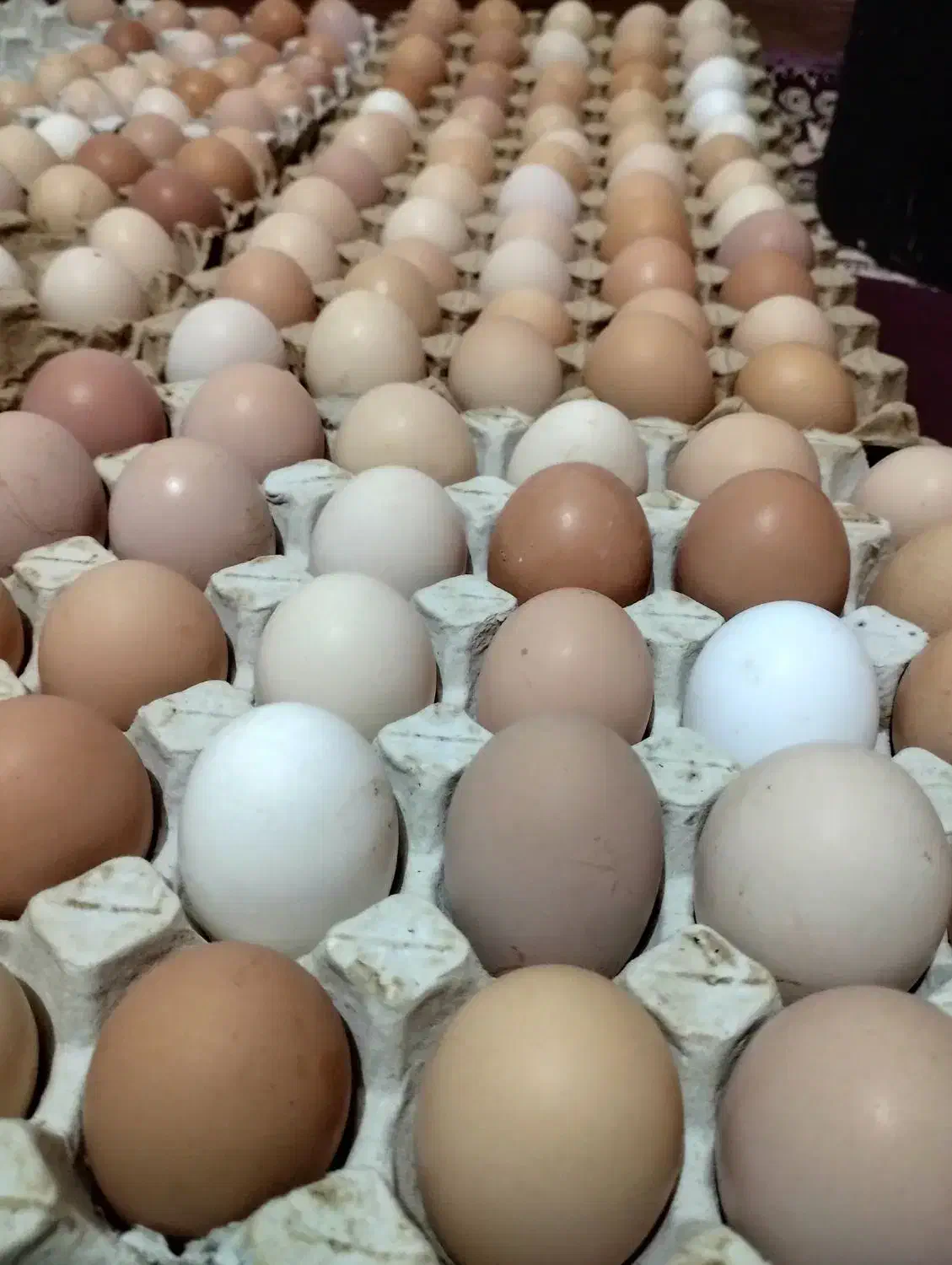 تخم مرغ نطفه دار|حیوانات مزرعه|رشت, استقامت ۲|دیوار