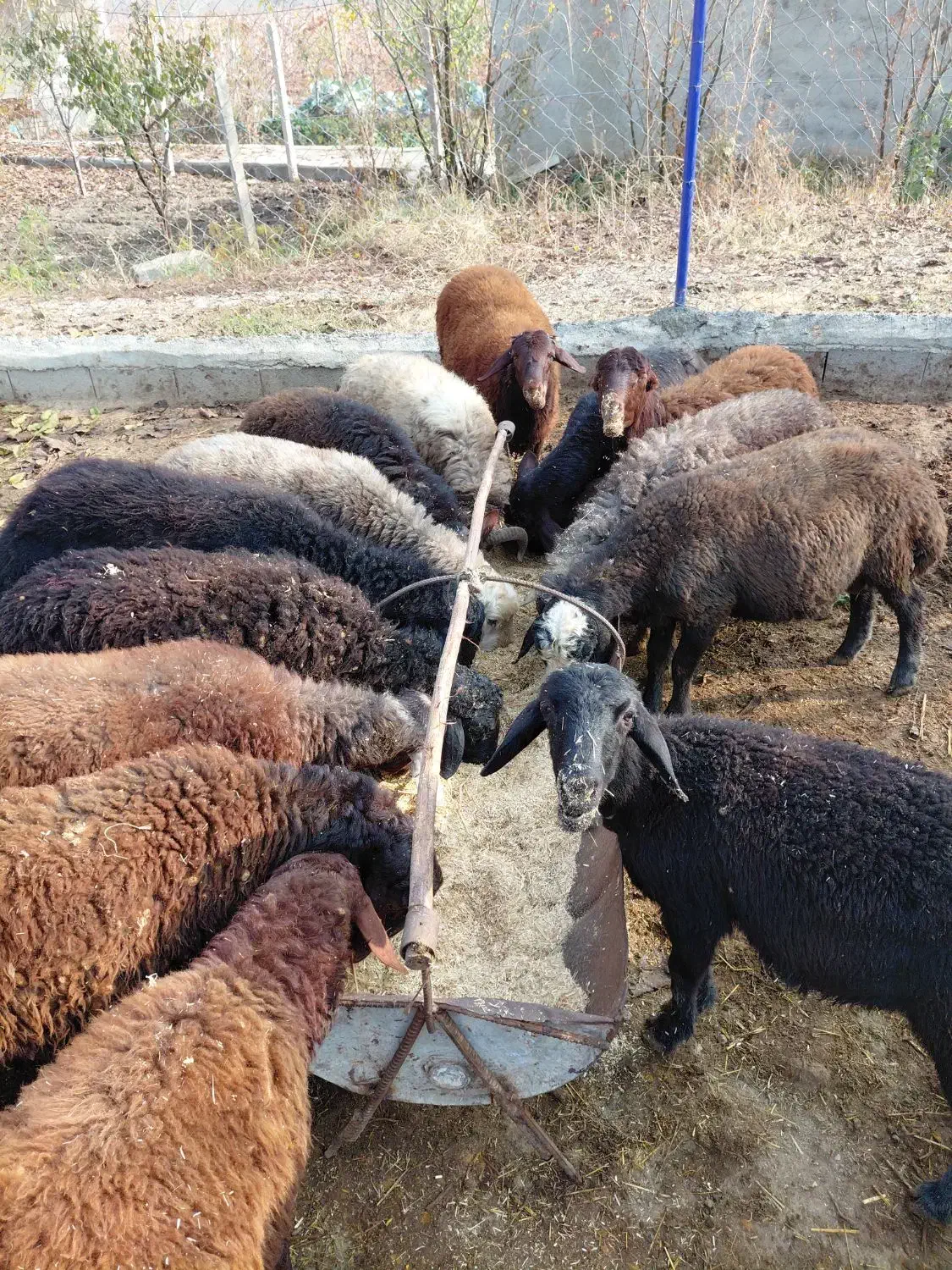 گوسفند پرورشی نر یک ساله کیلویی|حیوانات مزرعه|نوشین شهر, |دیوار