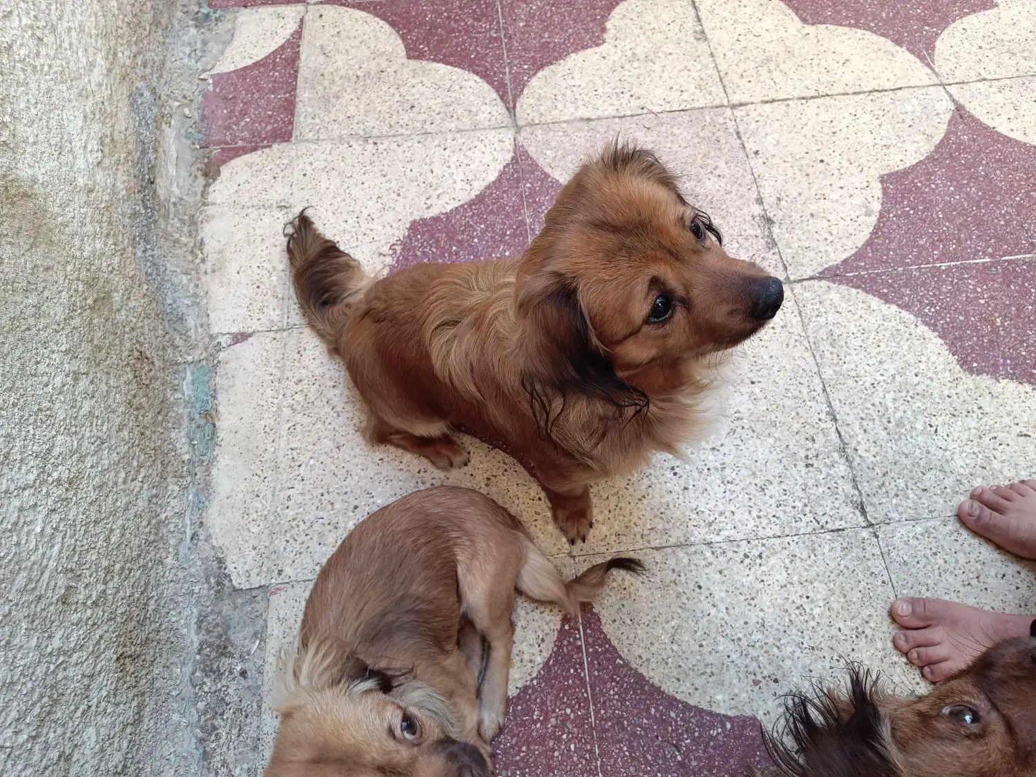 سگ قهوه ایی|سگ|شیراز, شهرک بهار|دیوار