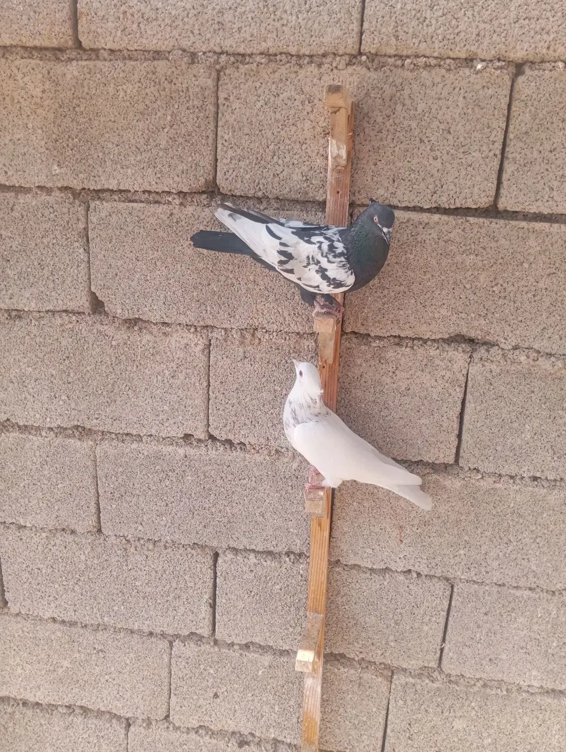 فروش کبوتر|پرنده|برازجان, |دیوار