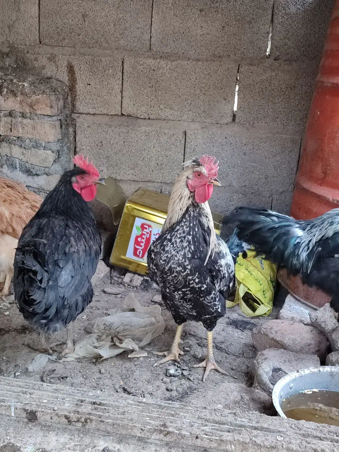 سگ خراجی و خروس|سگ|جیرفت, |دیوار