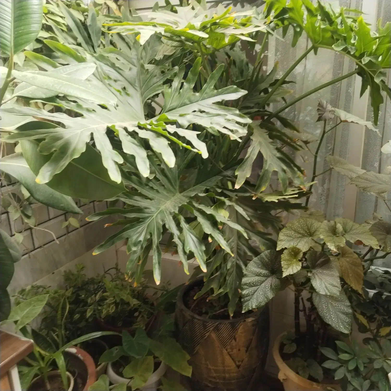 گل برگ انجیری|گل و گیاه طبیعی|قهدریجان, |دیوار