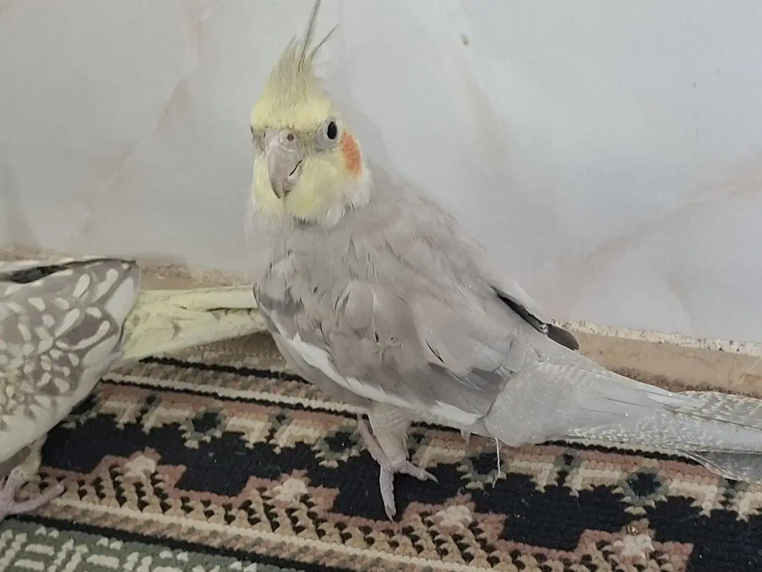 فورشی پرند|پرنده|بروجرد, |دیوار