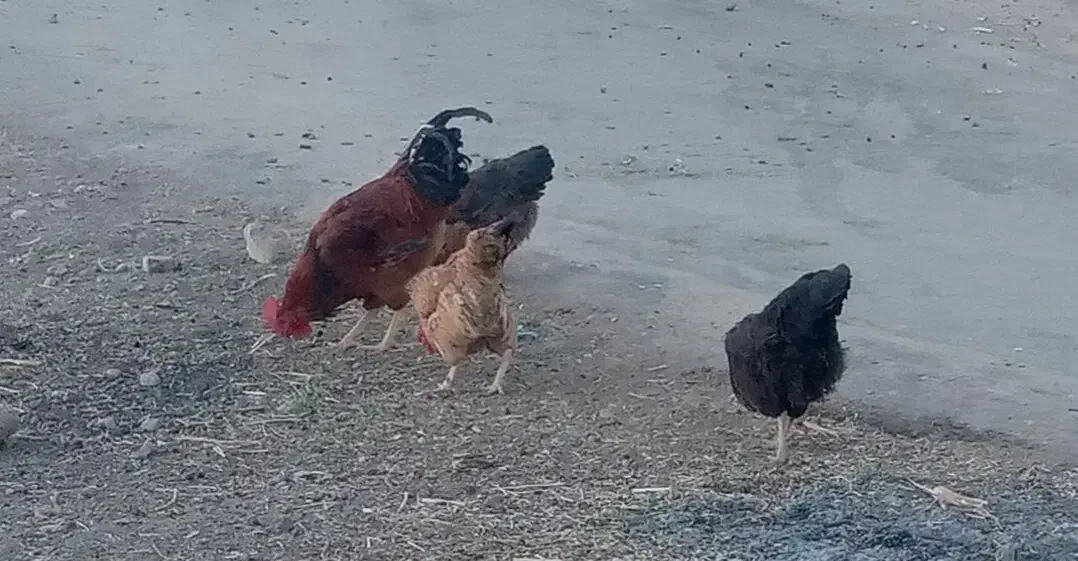 فروش ۱۰عددمرغ|حیوانات مزرعه|کلیائی, |دیوار