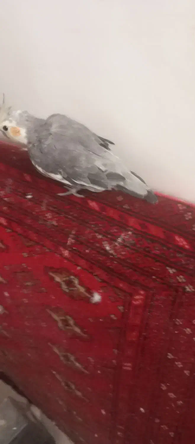 نر ماده عروس درجه ۱ قیمت جفت زدم تخفیف دارم|پرنده|فردوسیه, |دیوار