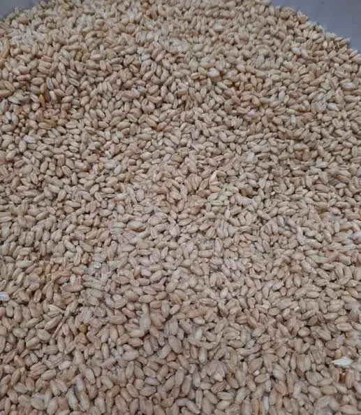 گندم تمیز سرخ ریز|عمدهفروشی|مود, |دیوار