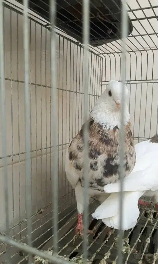 طوقی هفترنگ|پرنده|اصفهان, منتظرالمهدی|دیوار