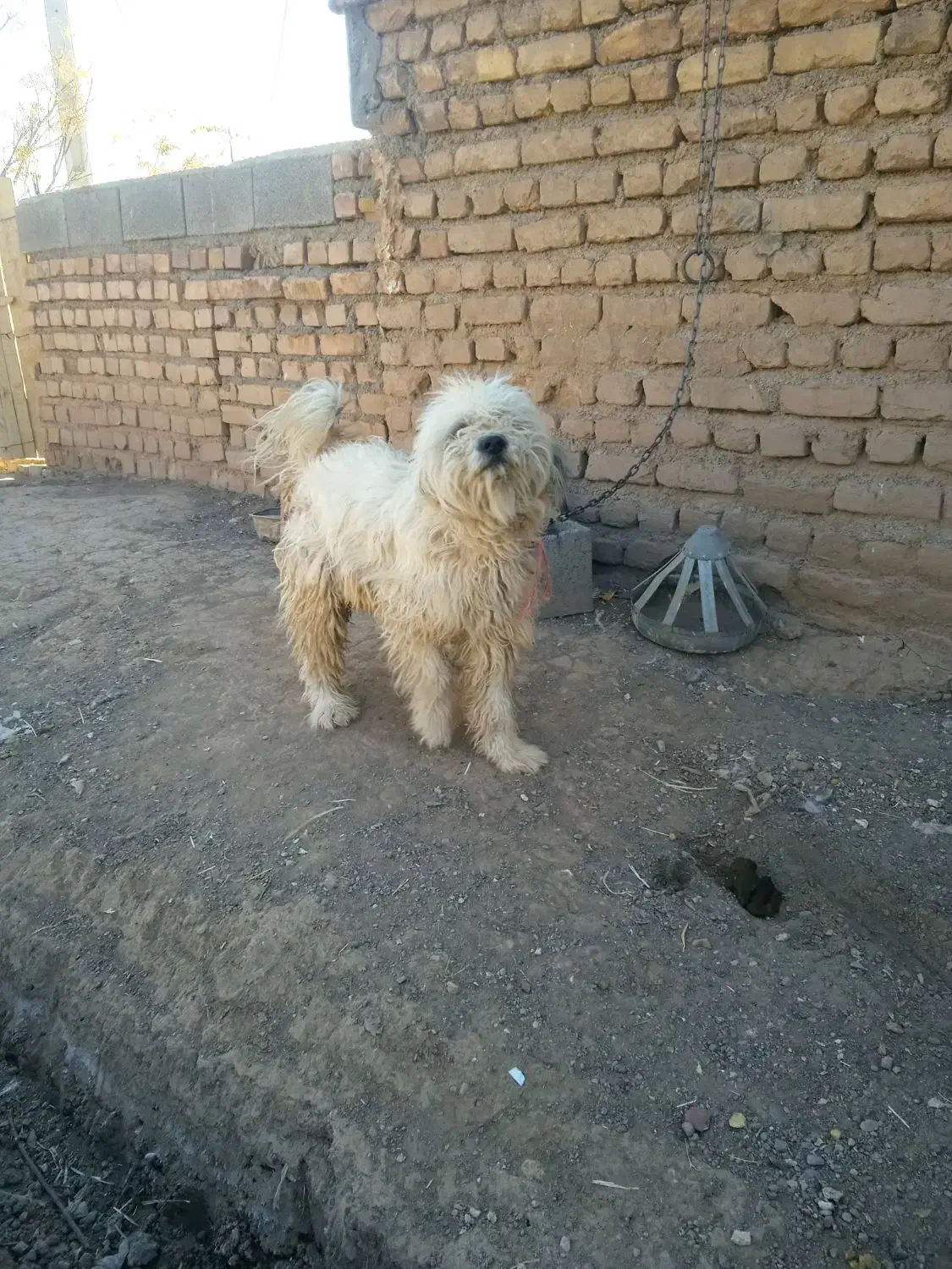 پاپی پشمالو|سگ|تربت جام, معدآباد|دیوار