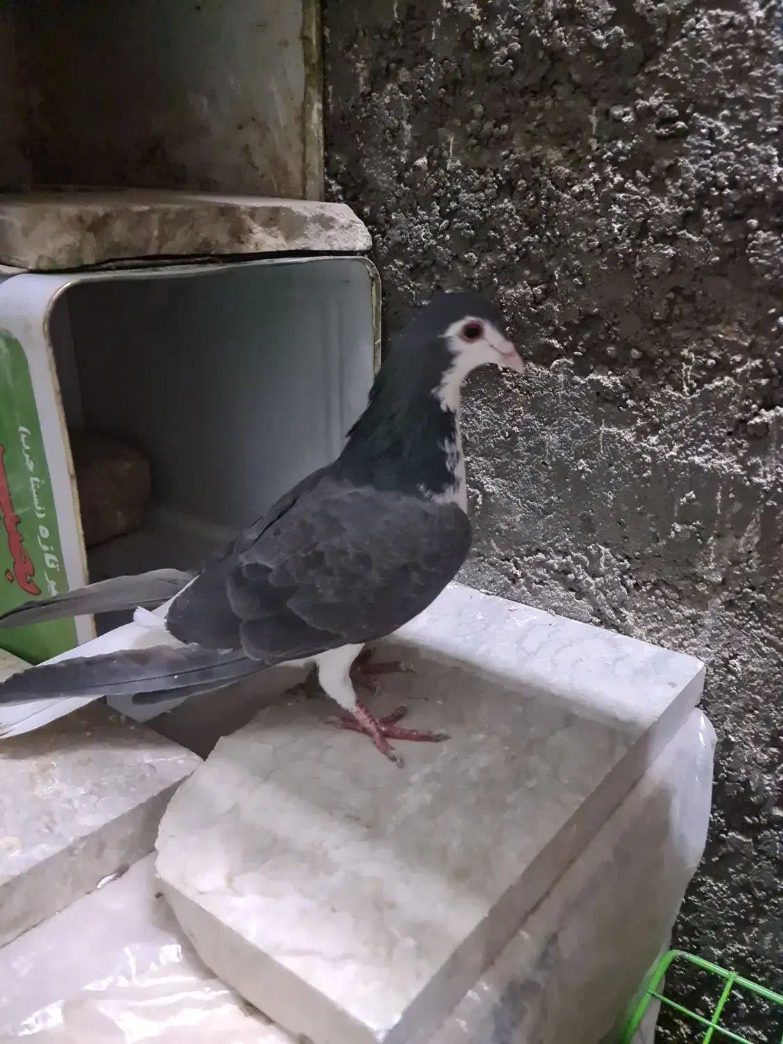 دمگیر ماده روزگاری|پرنده|برخوار, |دیوار