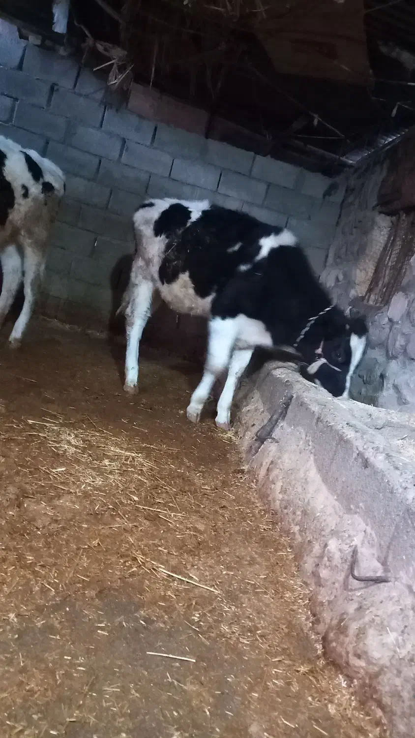 گوساله|حیوانات مزرعه|سیروان, |دیوار