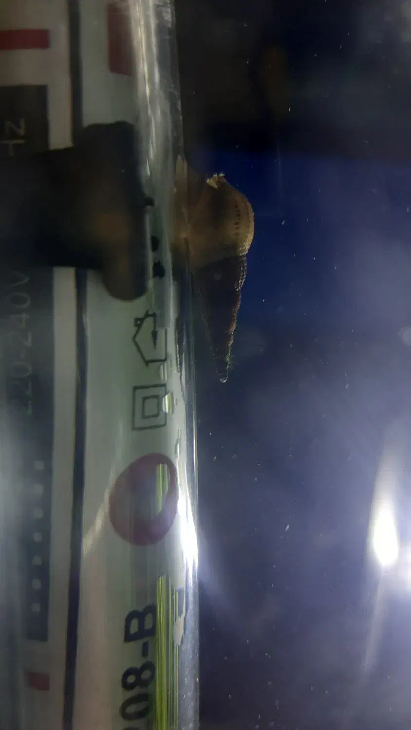 حلزون شیپوری مولد|ماهی|اصفهان, امامزاده اسماعیل|دیوار