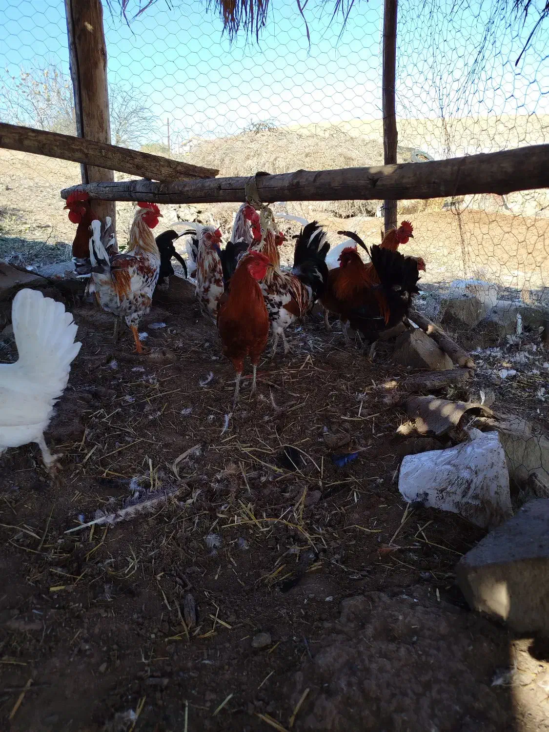 فروش مرغ خروس نیمچه جوجه گلین اصیل|حیوانات مزرعه|اردبیل, |دیوار