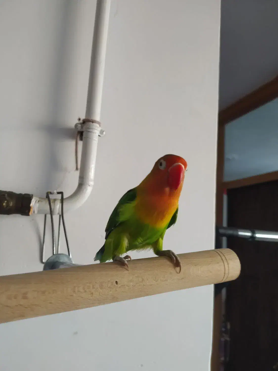 طوطی برزیلی|پرنده|پاوه, |دیوار