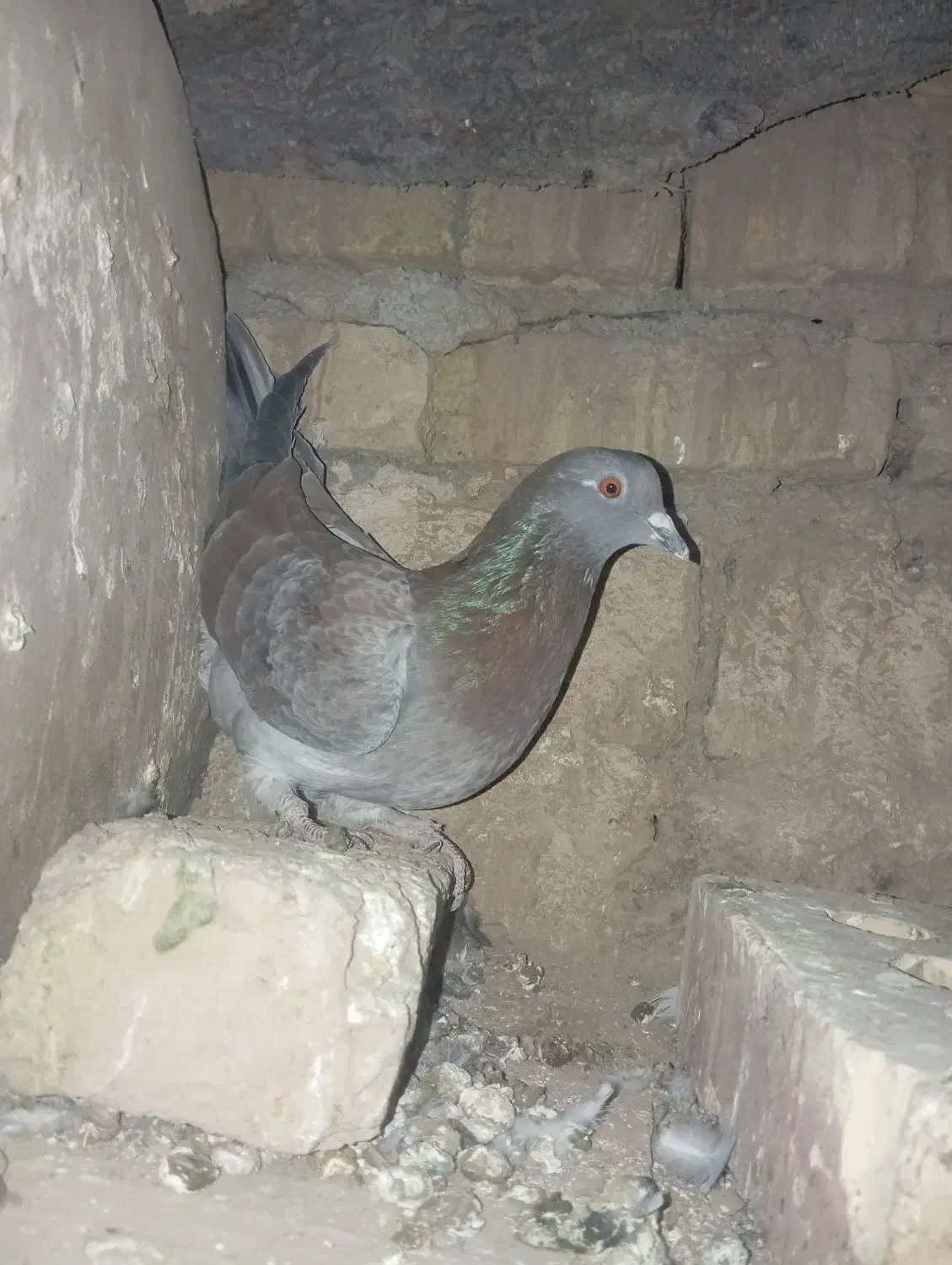 پرنده کفتر|پرنده|سلیمان, |دیوار