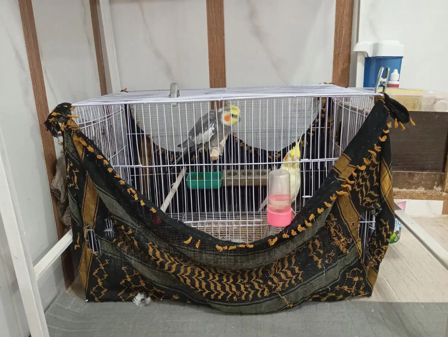 یک جفت عروس هلندی|پرنده|خواف, |دیوار