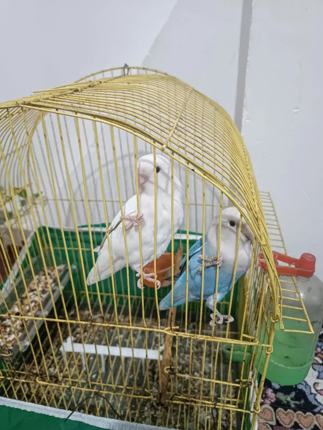 طوطی برزیلی|پرنده|بندر ماهشهر, |دیوار