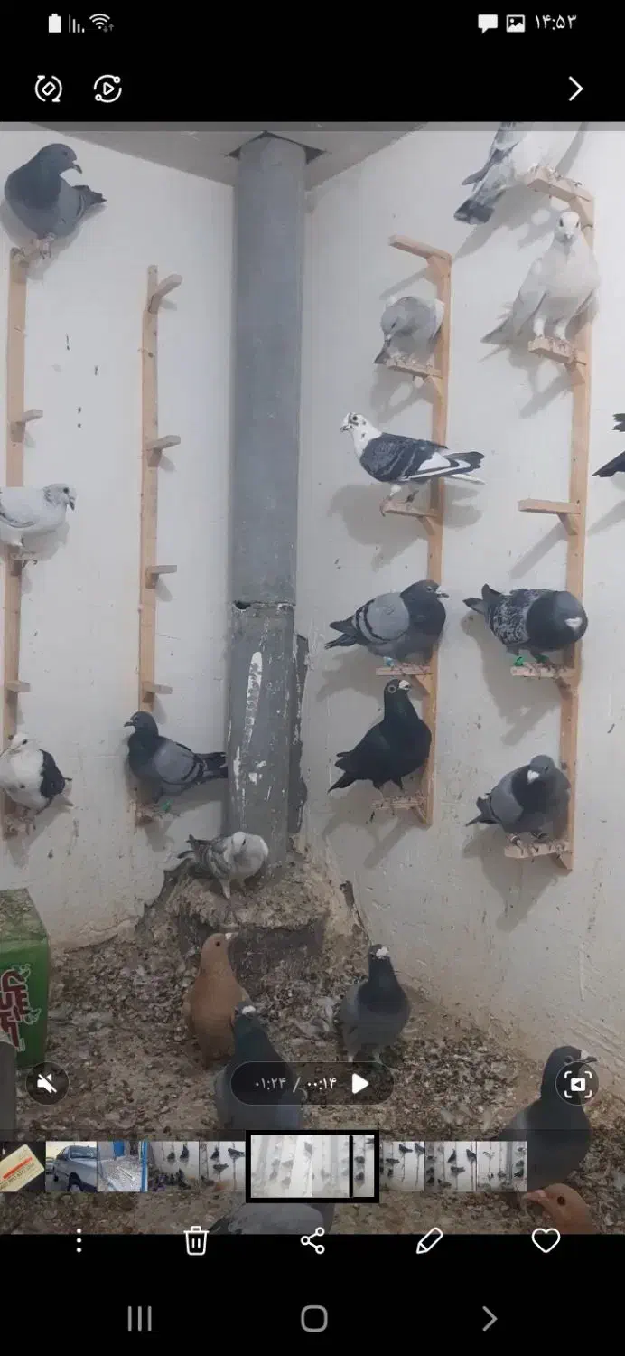 دسته ۲۰ تایی|پرنده|قائن, |دیوار