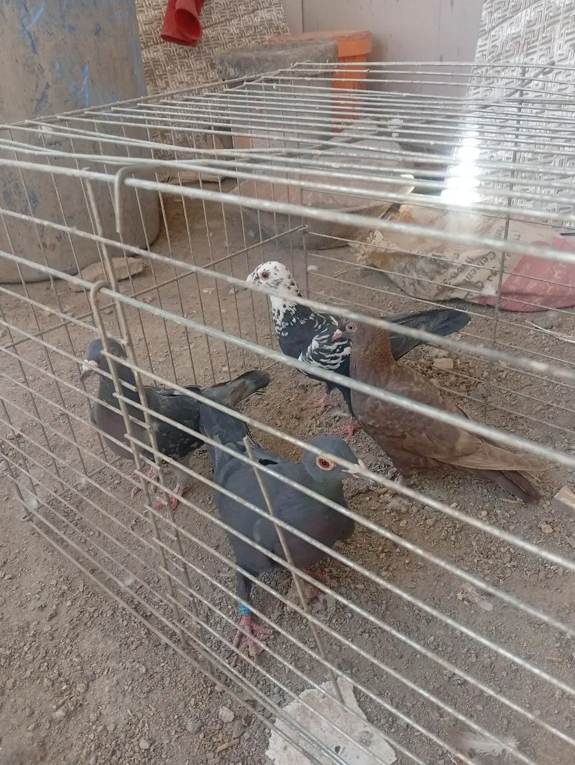 کبوتر|پرنده|یزد, |دیوار