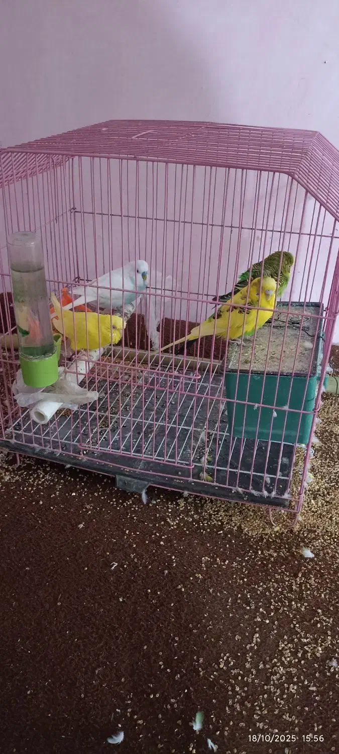 مرغ عشق با قفس|پرنده|گرگان, |دیوار