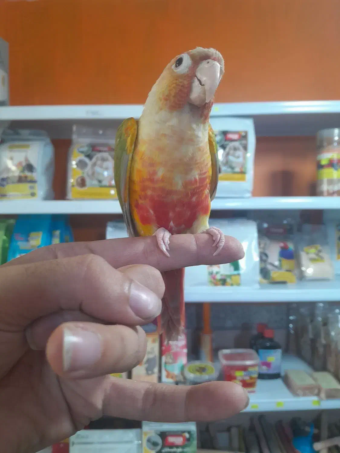 طوطی گرینچیک سوپر رام و سخنگو اسمش فلفل|پرنده|قائم‌شهر, |دیوار