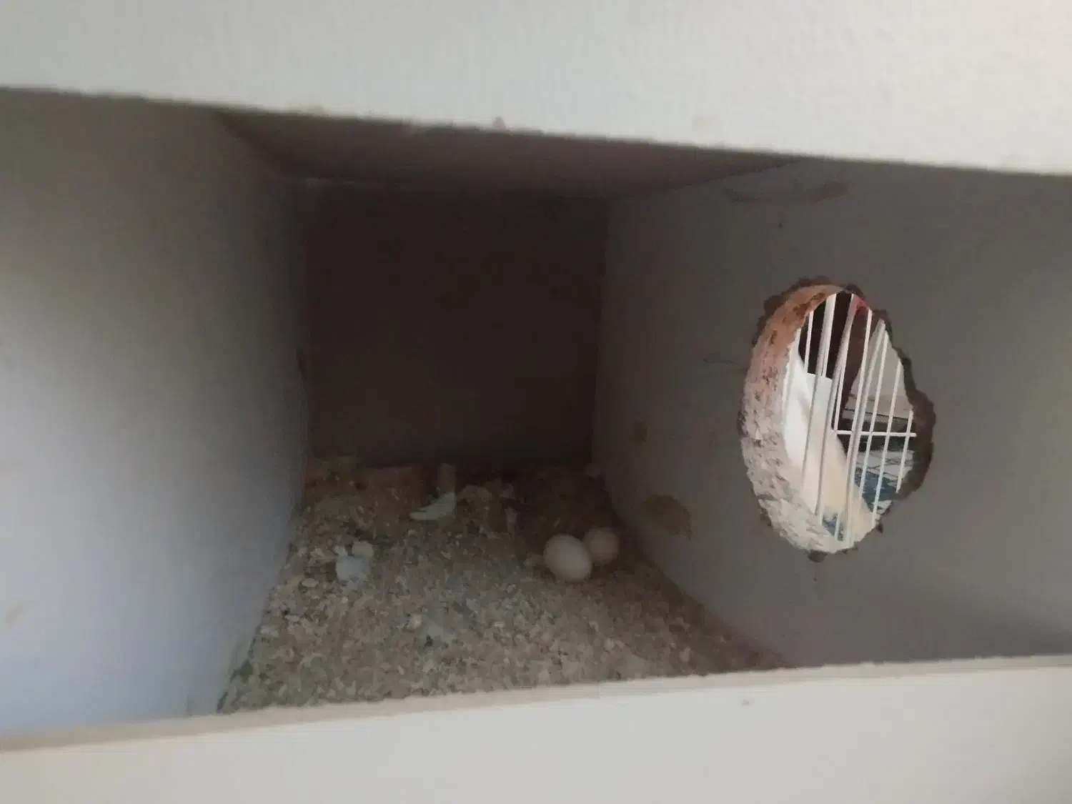 یک جفت عروس هلندی|پرنده|مشهد, شهید قربانی|دیوار