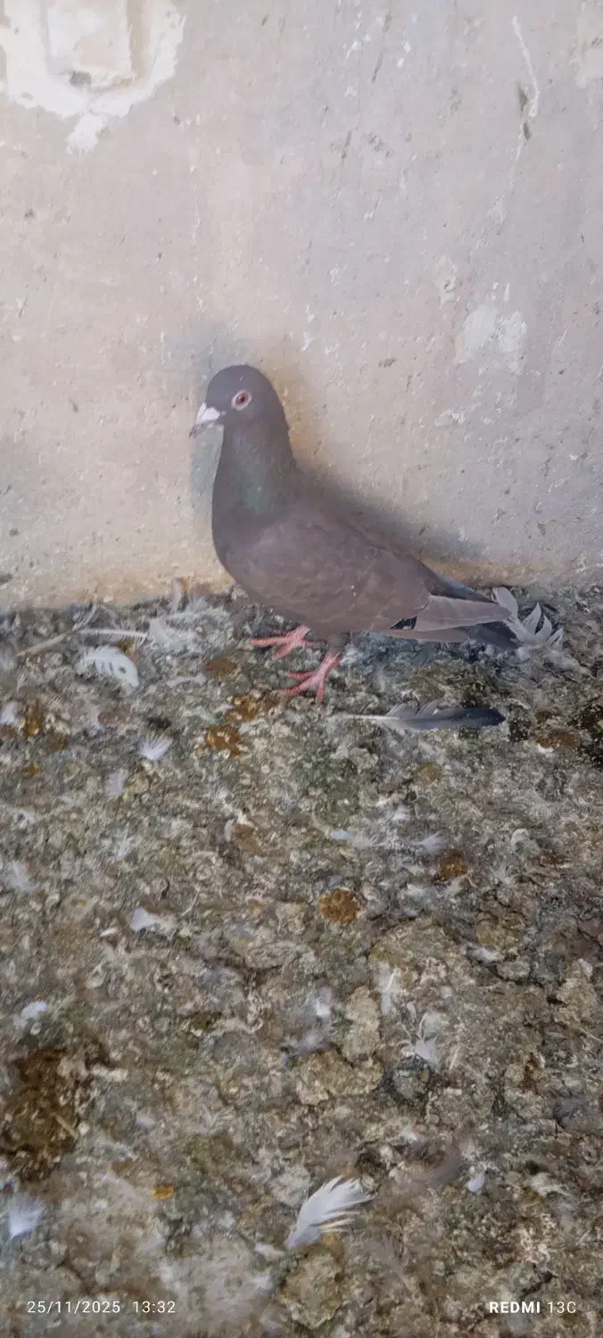 فروش تعدادکبوتر|پرنده|فسا, |دیوار