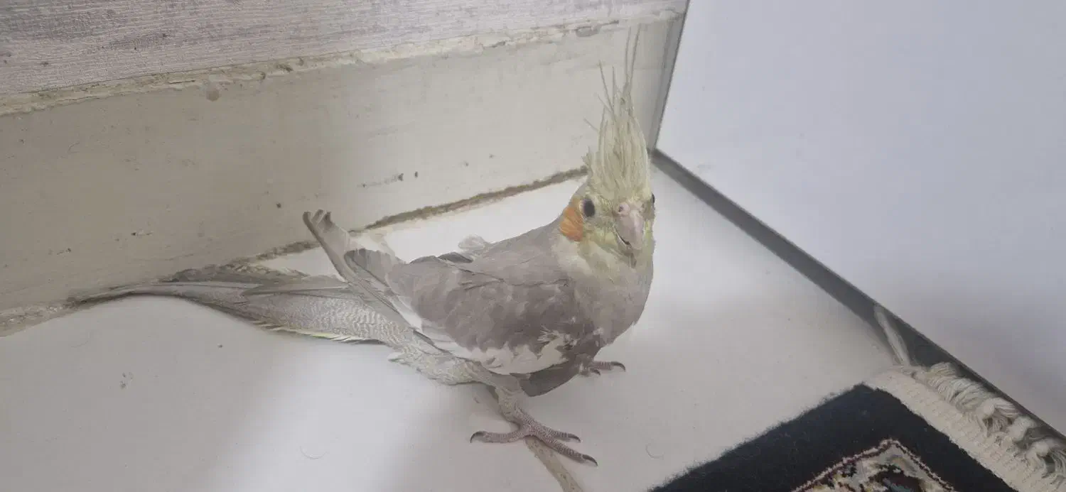 پرنده ۳ ماهه|پرنده|شهریار, شهرک وائین|دیوار