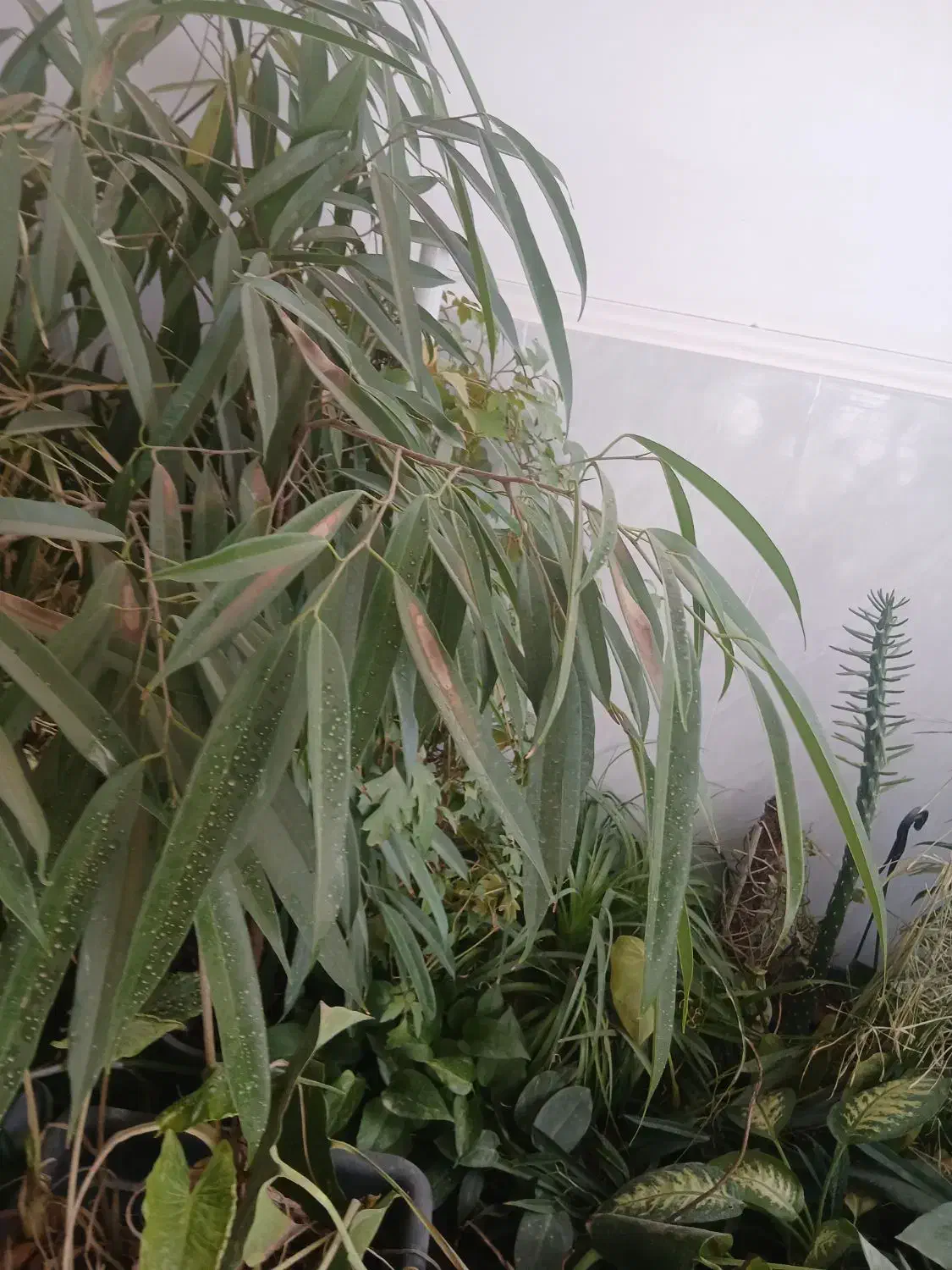 گلهای طبیعی|گل و گیاه طبیعی|شازند, |دیوار