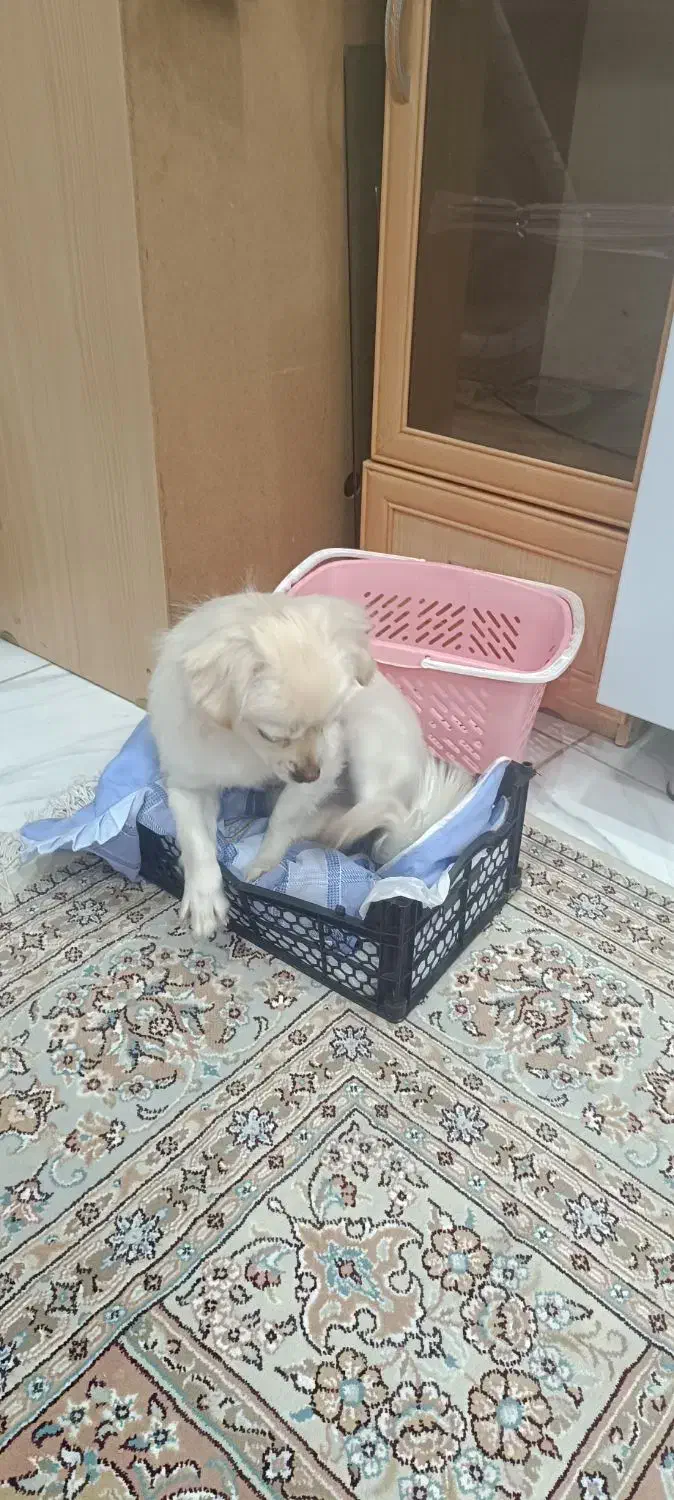 سگ اشپیتز|سگ|قروه, |دیوار