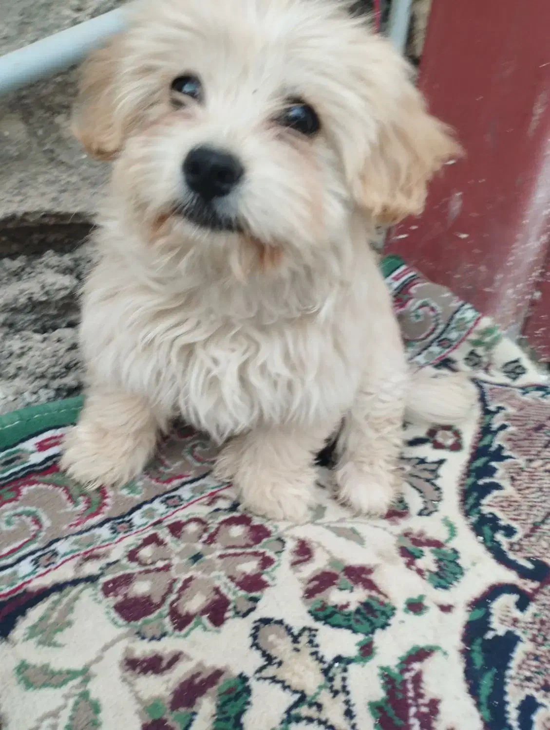 سگ با هوش|سگ|کهریزک, |دیوار